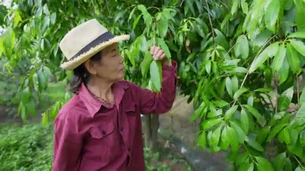 Konsep Pertanian Resolusi Petani Sedang Memeriksa Pertumbuhan Pohon Kebun — Stok Video