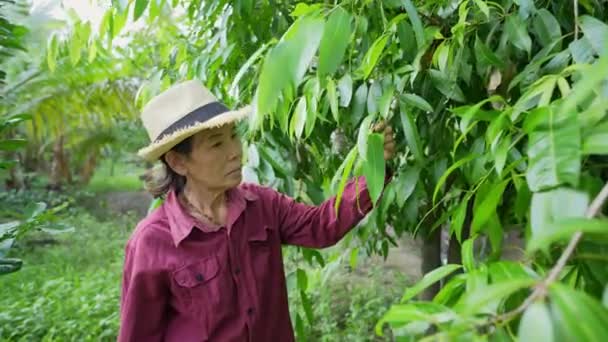 Konsep Pertanian Resolusi Petani Sedang Memeriksa Pertumbuhan Pohon Kebun — Stok Video