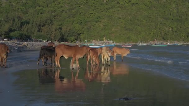 Naturen Beskådar Upplösning Flock Kor Står Vid Stranden — Stockvideo