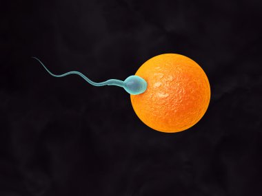 sperm ve verimli insan yumurta 3D çizimi. Fecundation. Döllenme kavramı. İn vitro fertilizasyon