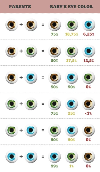 Baby eye color predictor. Likelihood of eyes color of the baby. Appearance of an inherited trait. — Stock Photo, Image