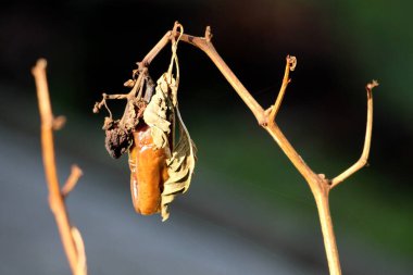 Olgun organik kırmızı biber buruşmuş ışıktan koyu kahverengi yapraklara sıcak, güneşli kış gününde yerel ev bahçesinde bırakılmış.