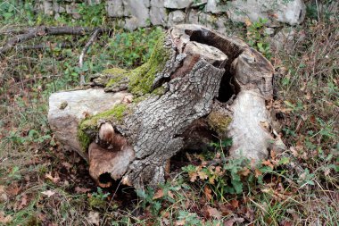 Sıradışı görünümlü ağaç kütüğü. Delikleri ve kırık ağaç kabuğu terk edilmiş halk parkında yosunlarla kaplı. Etrafı yapraklarla çevrili ve soğuk kış günü geleneksel taş duvarın yanında kuru çimenler.