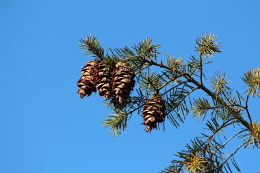 Dört büyük kuru çam ağacı dalı tamamen açık çam kozalakları veya kozalaklar dar yeşil ile çevrili kozalaklar açık mavi gökyüzü arka planında sarı iğneler