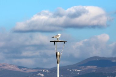 Kaka kaplı LED sokak lambasının üzerinde huzur içinde oturan beyaz ve gri tüylü martı. Etrafı dağlarla çevrili ve arka planda kara bulutlu gökyüzü.