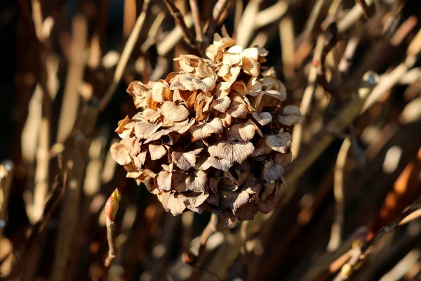 Elszáradt Hydrangea Vagy Hortensia Kerti Cserje Egy Csomó Teljesen Száraz — Stock Fotó