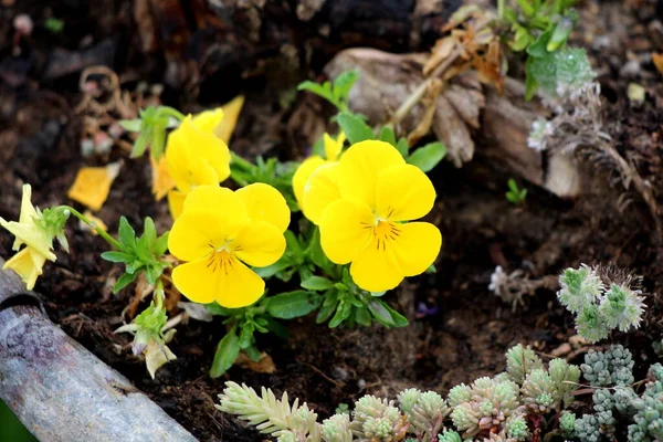 Bunch Yellow Wild Pansy Viola Tricolor Johnny Jump Heartsease Hearts — Stock Photo, Image