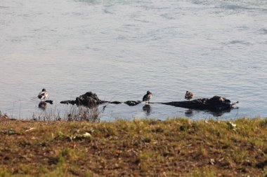 Yeşil başlı ve kahverengi gri tüylü üç vahşi ördek sıcak kış gününde çimlerin yanındaki kayaların üzerinde sessizce oturuyorlar.