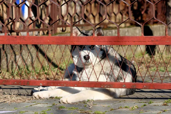 白とグレーの大きな美しいAlaskan Malamute静かな休息と郊外の家族の家の裏庭で老朽化した金属フェンスの前で石のタイルで暖かい晴れた日を楽しんで — ストック写真