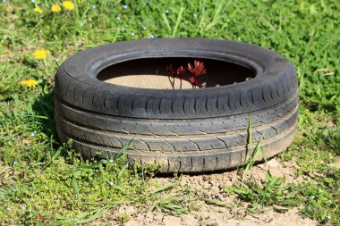 Eski araba lastiğinden büyüyen koyu kırmızı yapraklı küçük bir çiçek banliyö aile evinin arka bahçesinde bahçe süsü olarak kullanılıyor. Sıcak bahar gününde kesilmemiş çimenler ve çiçeklerle çevrili.