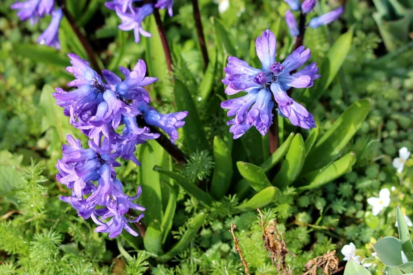 Gotas Chuva Frescas Cobrindo Jacintos Plantas Floridas Hyacinthus Cheias Pequenas — Fotografia de Stock