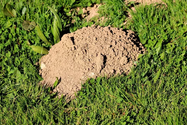 Molehill Tumulo Conico Terreno Sciolto Sollevato Piccoli Mammiferi Scavatori Circondati — Foto Stock