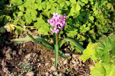 Tek Hyacinths veya Hyacinthus çiçek bitkisi küçük koyu pembe tamamen açık çiçeklerle dolu tek sivri uçlu büyüyen çiçek ya da uzun koyu yeşil yapraklar ile lekeli yeşil yapraklar ile banliyö aile arka bahçesinde kuru toprak ve çiçekler