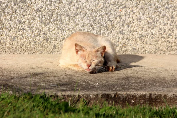 Engraçado Olhando Bonito Luz Marrom Branco Doméstico Gato Fazendo Caras — Fotografia de Stock