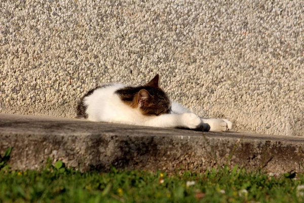 Alte Süße Hellgraue Und Weiße Hauskatze Schläft Friedlich Auf Dem — Stockfoto