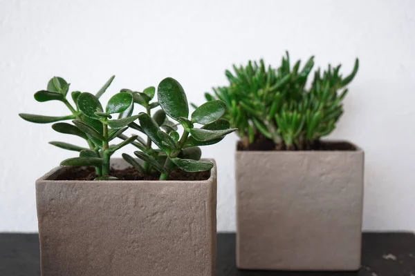 Two Succulent Plants Pots Made Concrete Stand Table — Stock Photo, Image
