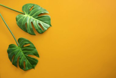 Kırmızı arka planda yeşil canavar yaprakları