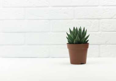 Modern bir mutfaktaki masada betondan yapılmış izole bir saksı aloe çiçeği duruyor.