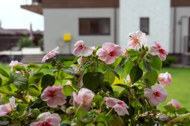 Terastaki ev bahçesinde saksı bitkisi. Evde bahçe işleri.