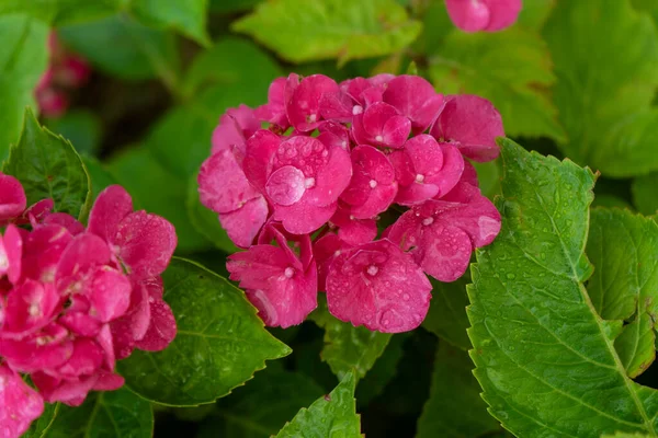 Bright pink flowers of  hydrangea in the garden. Gardening and planting