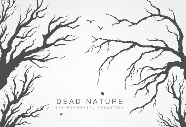 сушеные ветви деревьев
