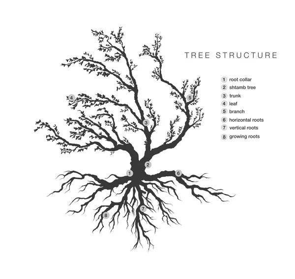 Estructura general del árbol — Archivo Imágenes Vectoriales