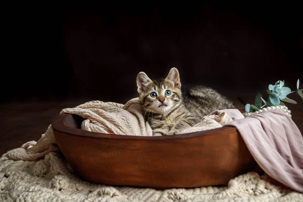 Karanlık bir stüdyoda kaplan çizgili şirin küçük oyuncak kedi yavrusu.