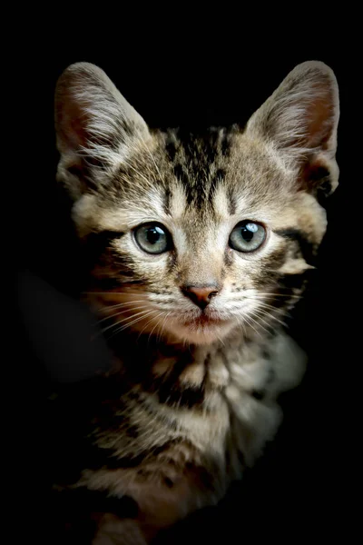 Karanlık bir stüdyoda kaplan çizgili şirin küçük oyuncak kedi yavrusu.