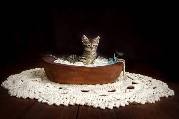 Karanlık bir stüdyoda kaplan çizgili şirin küçük oyuncak kedi yavrusu.