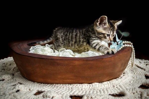 Karanlık bir stüdyoda kaplan çizgili şirin küçük oyuncak kedi yavrusu.