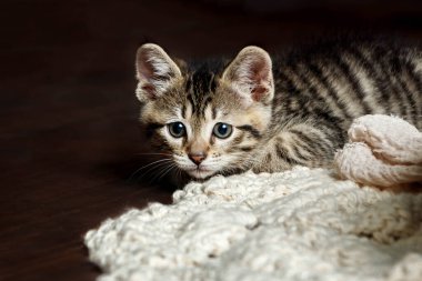 Karanlık bir stüdyoda kaplan çizgili şirin küçük oyuncak kedi yavrusu.