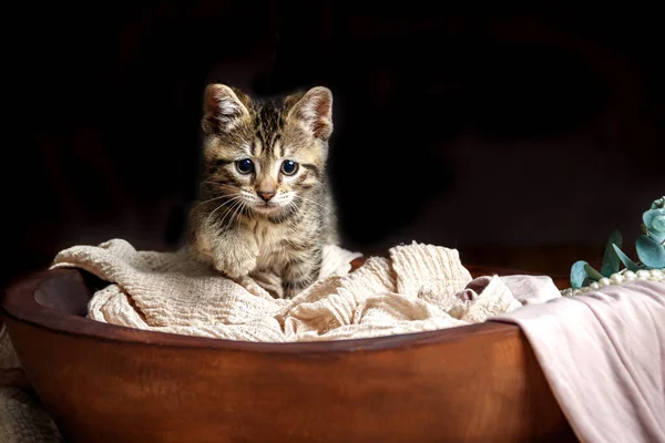 Karanlık bir stüdyoda kaplan çizgili şirin küçük oyuncak kedi yavrusu.