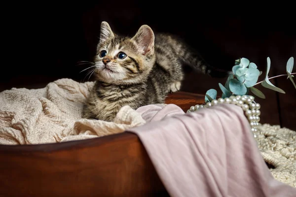 Karanlık bir stüdyoda kaplan çizgili şirin küçük oyuncak kedi yavrusu.
