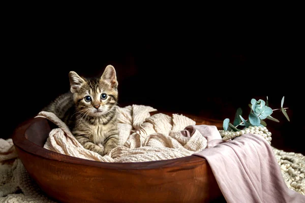 Karanlık bir stüdyoda kaplan çizgili şirin küçük oyuncak kedi yavrusu.