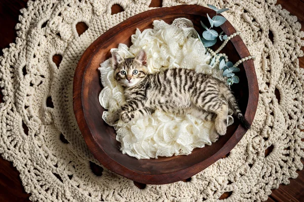 Karanlık bir stüdyoda kaplan çizgili şirin küçük oyuncak kedi yavrusu.
