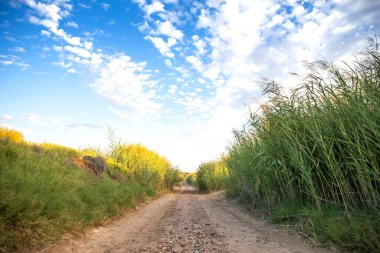 Mavi bulutlu gökyüzü ile uzun çim kamışları arasında çakıl yolu