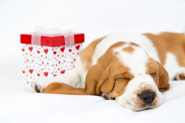 Puppy presente de Valentim — Fotografia de Stock