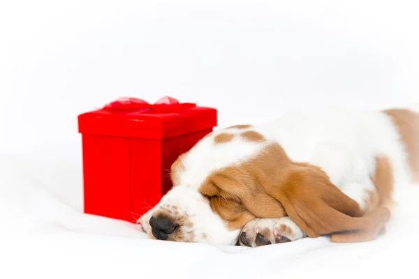 Cachorro basset com presente vermelho — Fotografia de Stock