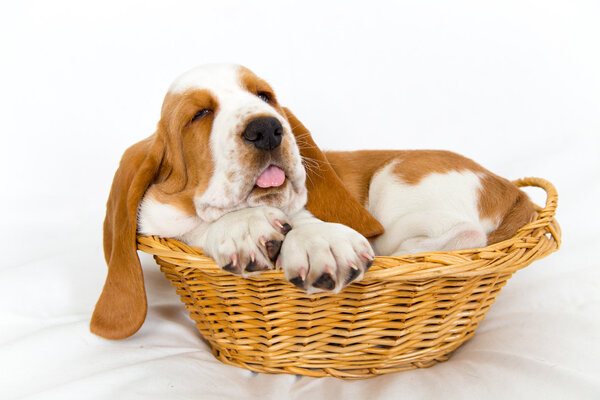 baby basset in basket