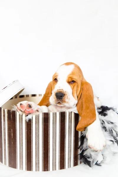 Hatbox basset hound valp — Stockfoto