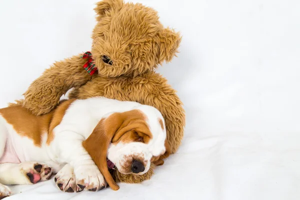 Basset köpek oyuncak ayılar kollarında uyuyor — Stok fotoğraf