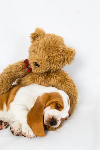 Teddy urso conforta filhote de cachorro adormecido — Fotografia de Stock