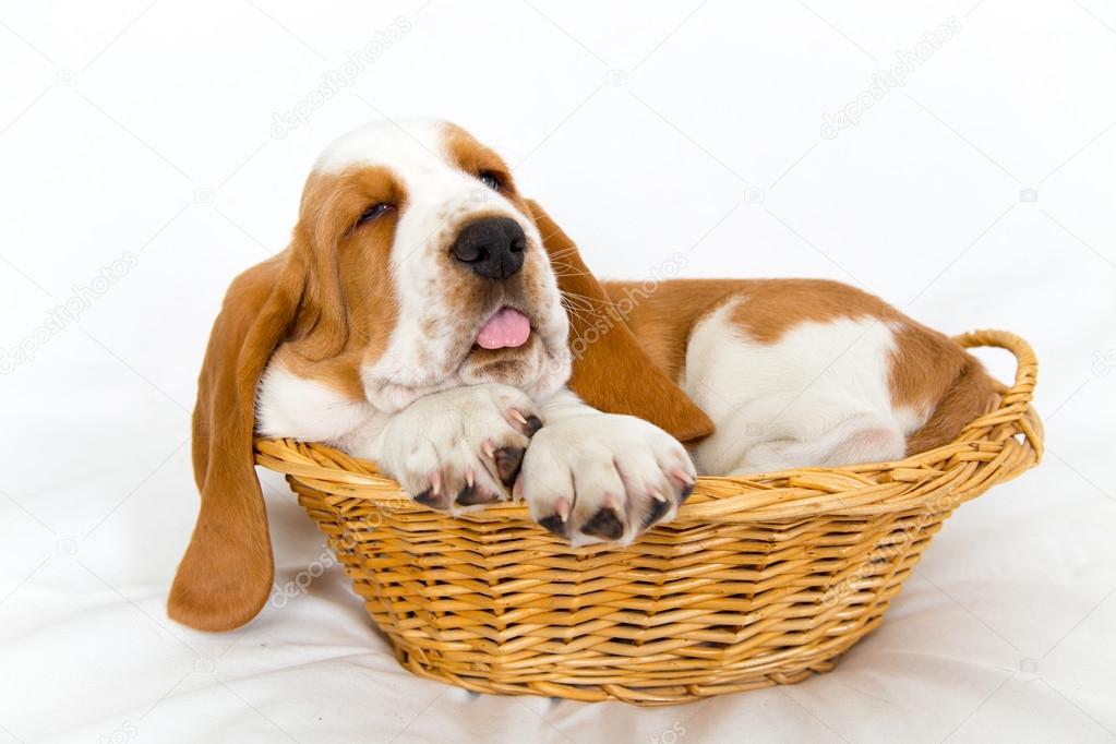 baby basset in basket