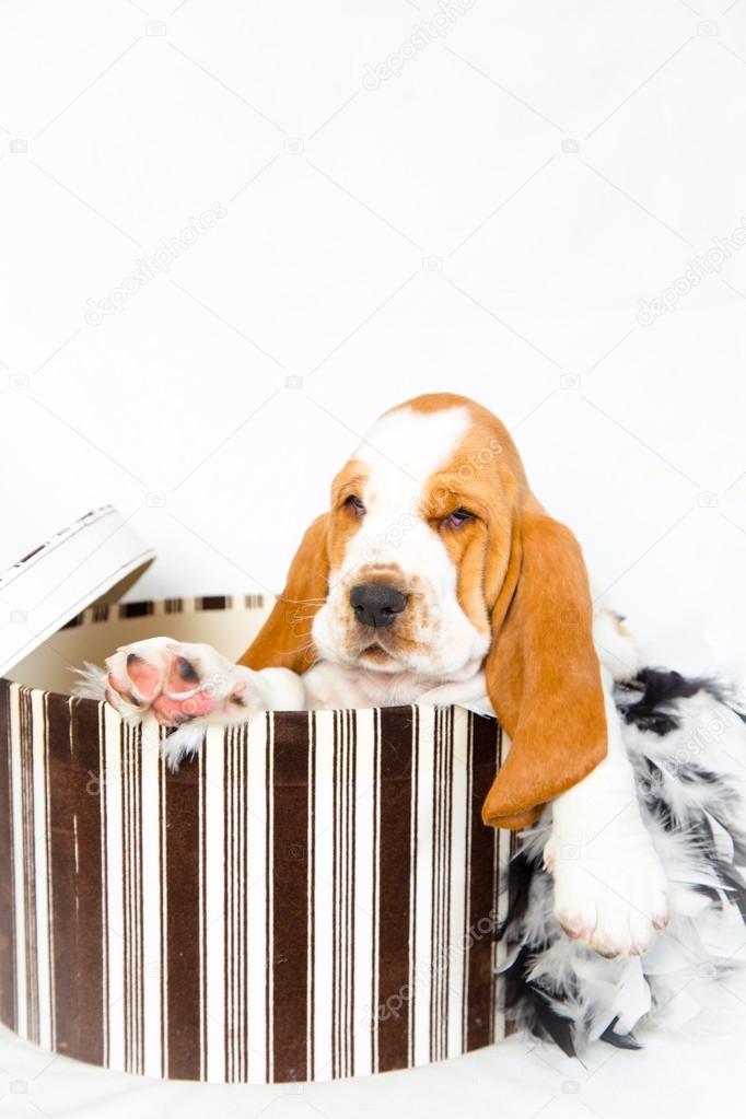 hatbox basset hound puppy