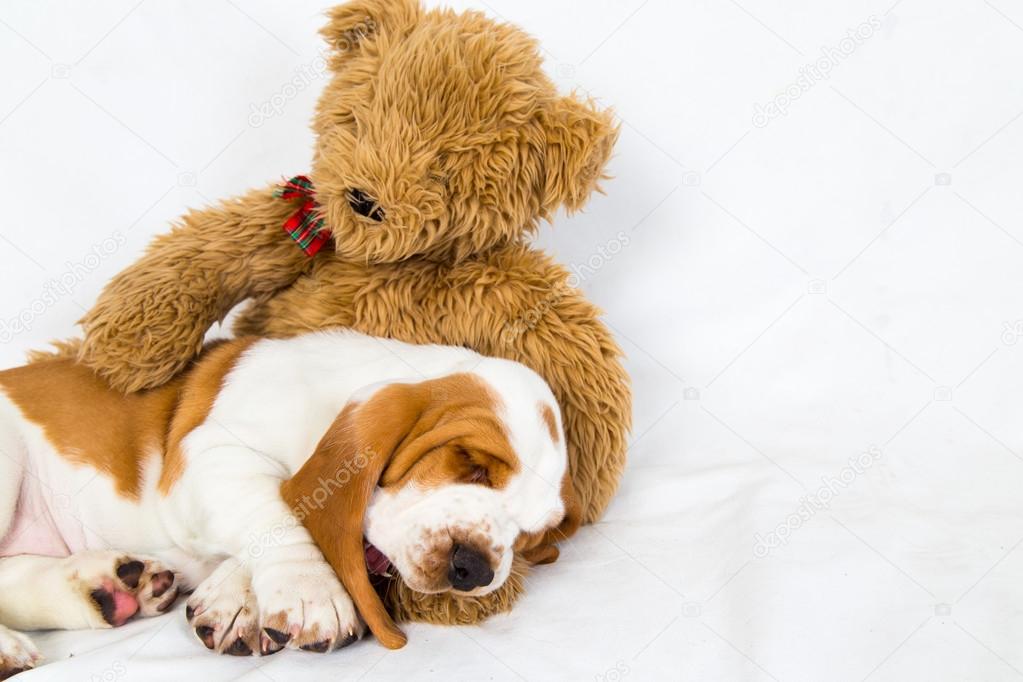 Basset puppy sleeps in teddy bears arms
