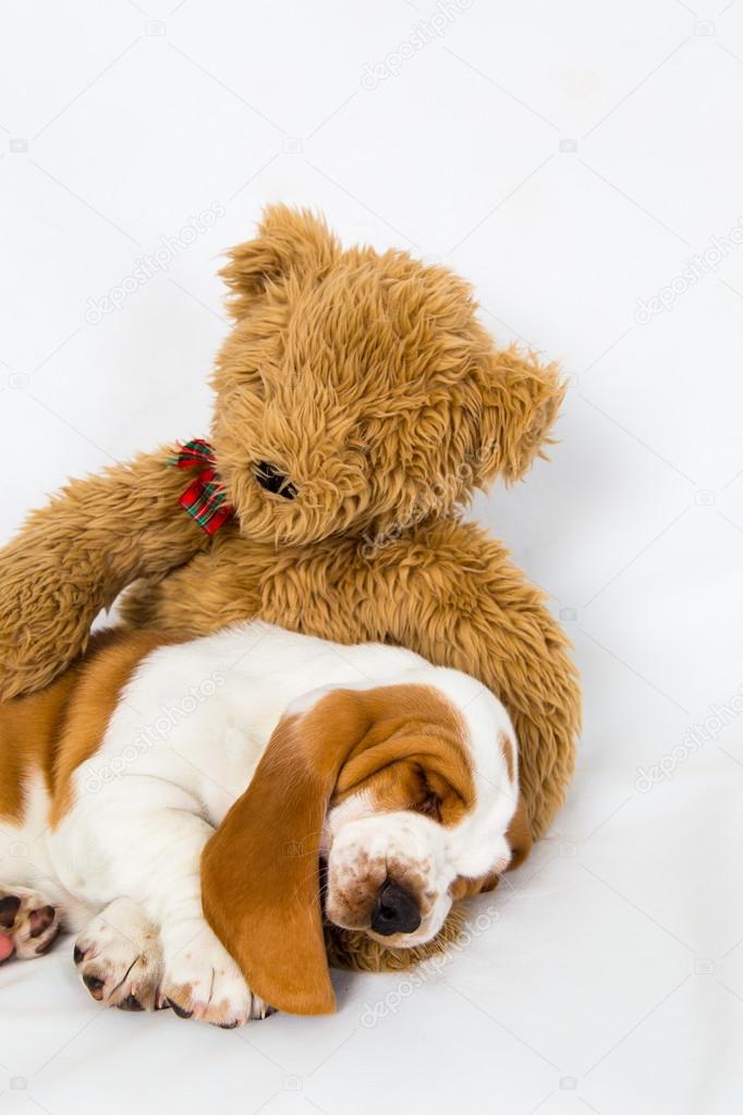 Teddy bear comforts sleeping puppy