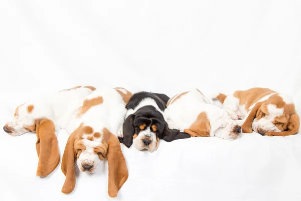 Basset Λαγωνικός dogpile — Φωτογραφία Αρχείου