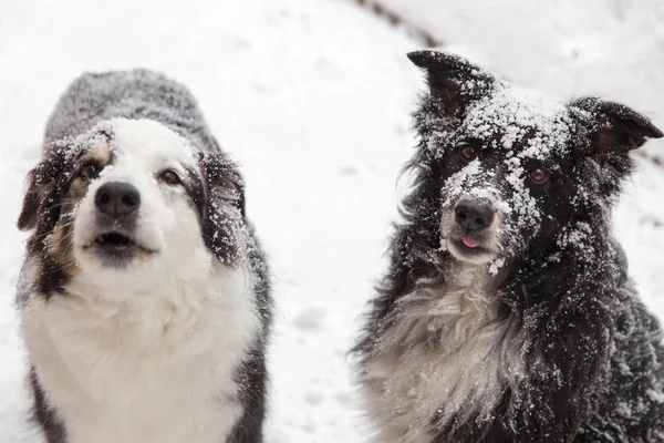 Cães cobertos de neve — Fotografia de Stock