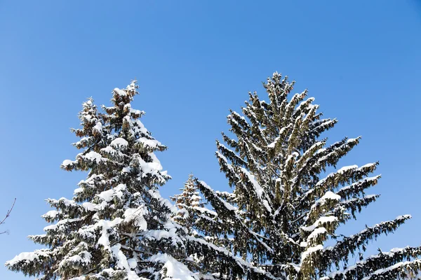 Pinheiros cobertos de neve — Fotografia de Stock