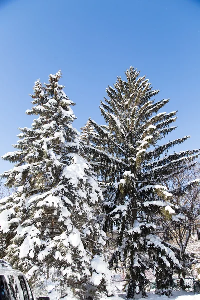 Abeto azul coberto de neve — Fotografia de Stock